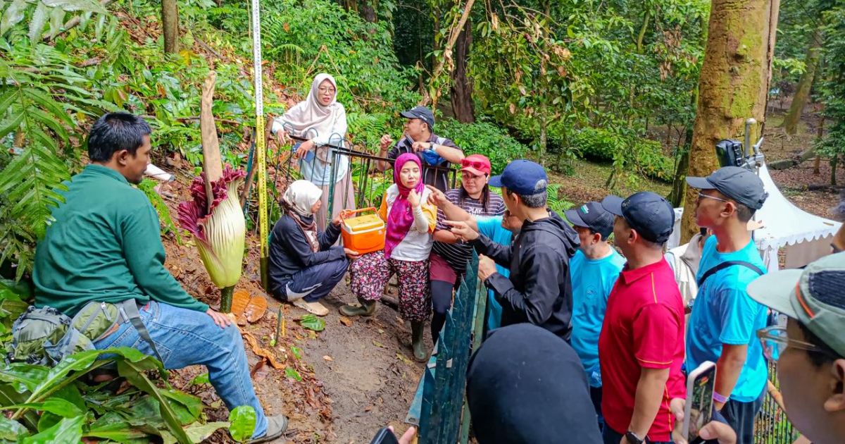 Fenomena Langka, Bunga Amorphophallus Titanum Mekar di Kebun Raya Bogor