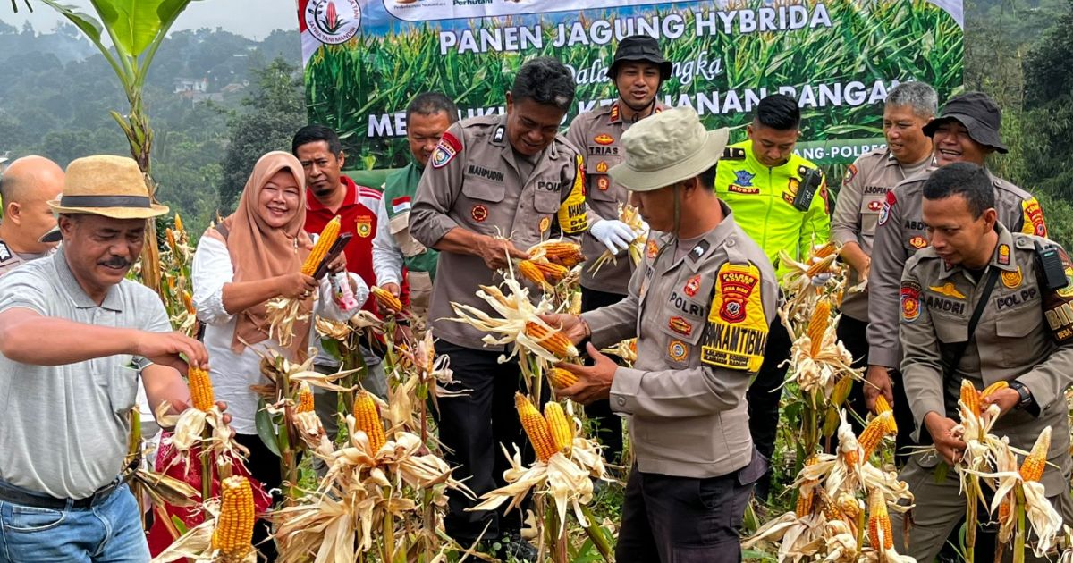 Kapolsek Babakan Madang Polres Bogor Panen Jagung Bersama Petani Jagung Bojong Koneng