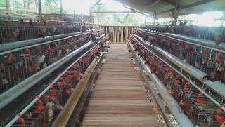 BUMDes Cibitung Tengah Mulai Jalankan Peternakan Ayam Petelur