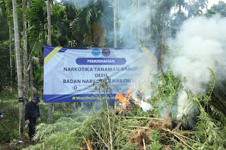 BNN MUSNAHKAN 69 TON GANJA DI ACEH UTARA 