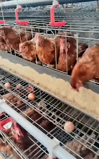 Desa Parakan Kembangkan Ketahanan Pangan dengan Budidaya Ayam Petelur 
