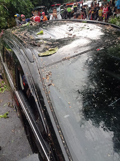 Waspada ! Hujan Lebat di-Kota Bogor Satu Pohon Tumbang