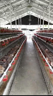 Desa Pagelaran Kembangkan Program Ketahanan Pangan dengan Pemeliharaan Ayam Menggunakan Metode Bio Konversi