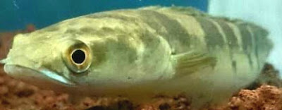 Mengenal Ikan Channa Maru Hias Bermata Merah yang Mempesona