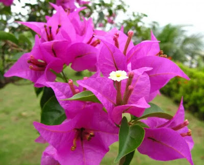 Jual Tanaman Hias–Jasa Pembuatan Taman di-Taman Cimanggu