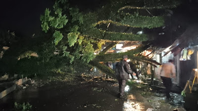 Petugas Berjibaku Bersihkan Sisa Pohon Tumbang di Jalan