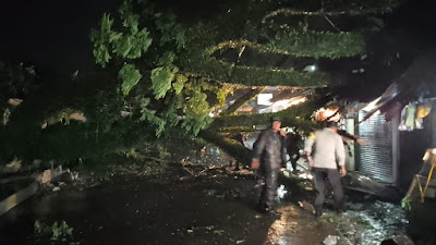 Hujan Deras Mengakibatkan Sebuah Pohon Pinggir Jl. Raya Kapten Yusuf  Tumbang
