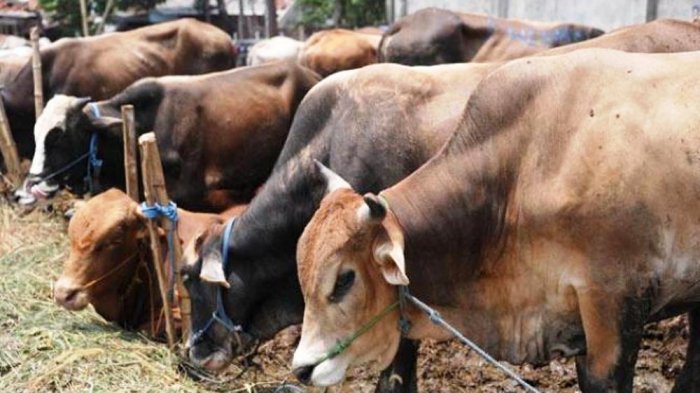 Jual Berbagai Jenis Hewan Qurban Mulai Anakan Hingga Dewasa