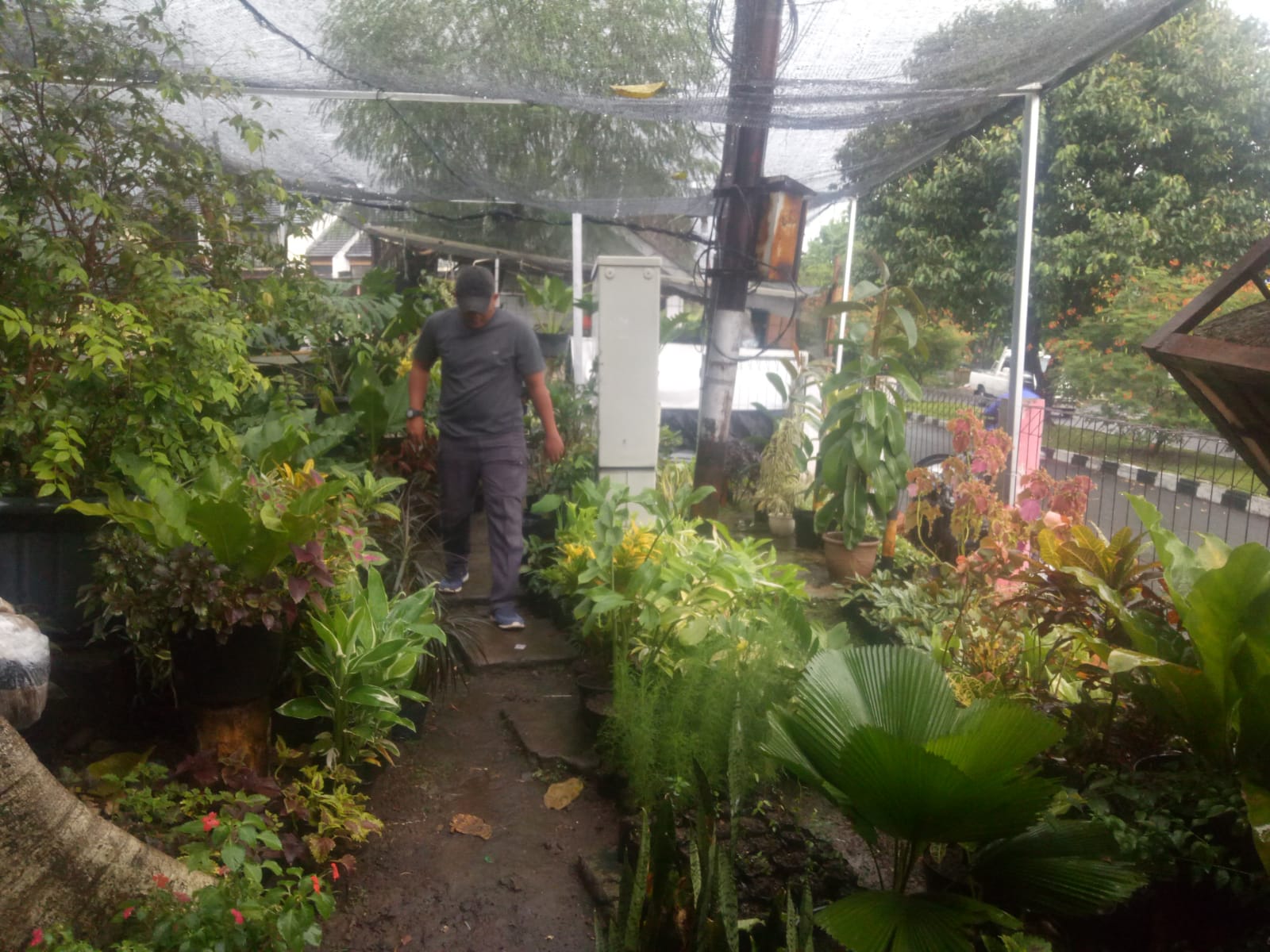 Lapak Tanaman Hias di Jl Boelevard Taman Cimanggu
