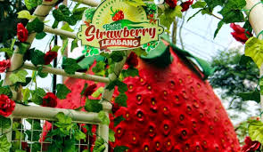 Pengalaman Seru Berwisata di Bukit Strawberry Lembang