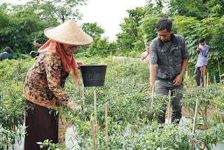 Masifkan Gerakan Pertanian Perkotaan, DKPP dan TPID Panen Cabai Rawit di Kampung Rambay