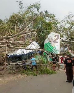 Pohon Tumbang di-Jl Lodaya Kota Bogor