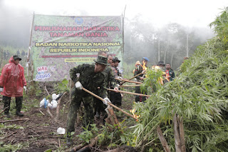 BNN RI MUSNAHKAN LADANG GANJA DI KETINGGIAN 1300 MDPL