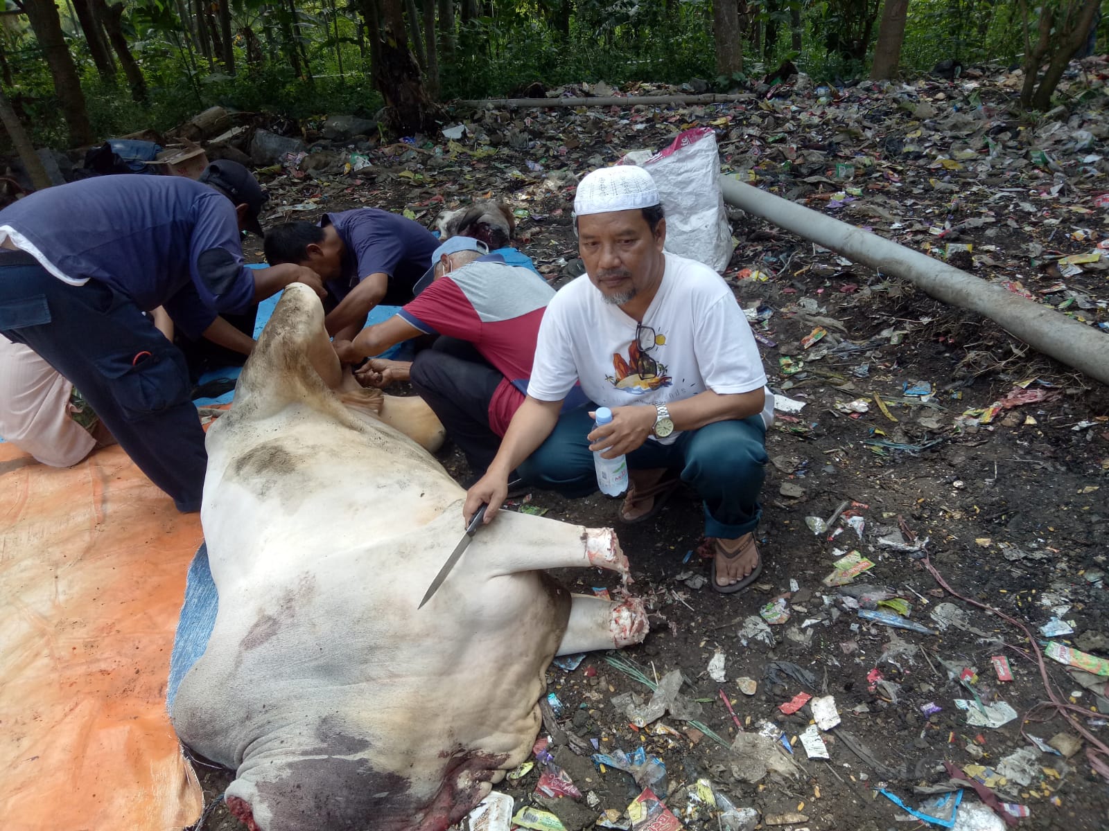Masa Pandemi Covid-19, 12 Ekor Hewan Qurban Diterima