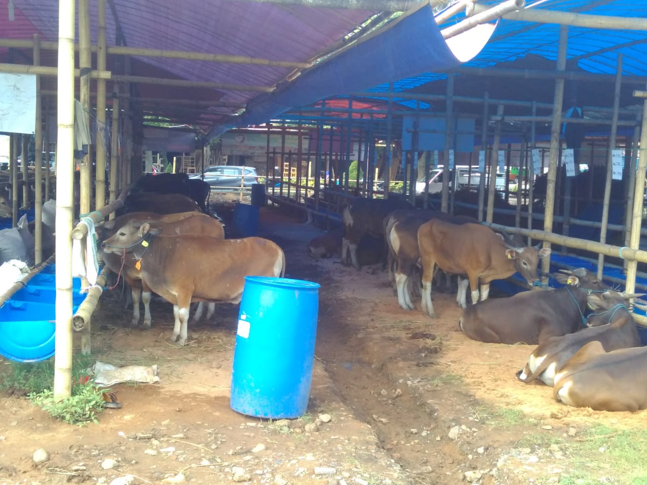 Sukses Mandiri Farm, Menyediakan Hewan Qurban Kualitas Terbaik