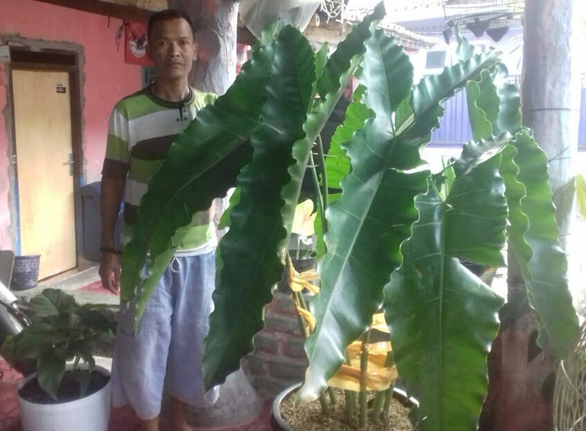 Bingung Cari Tanaman Hias, Encam Supardi Ada Untuk Anda